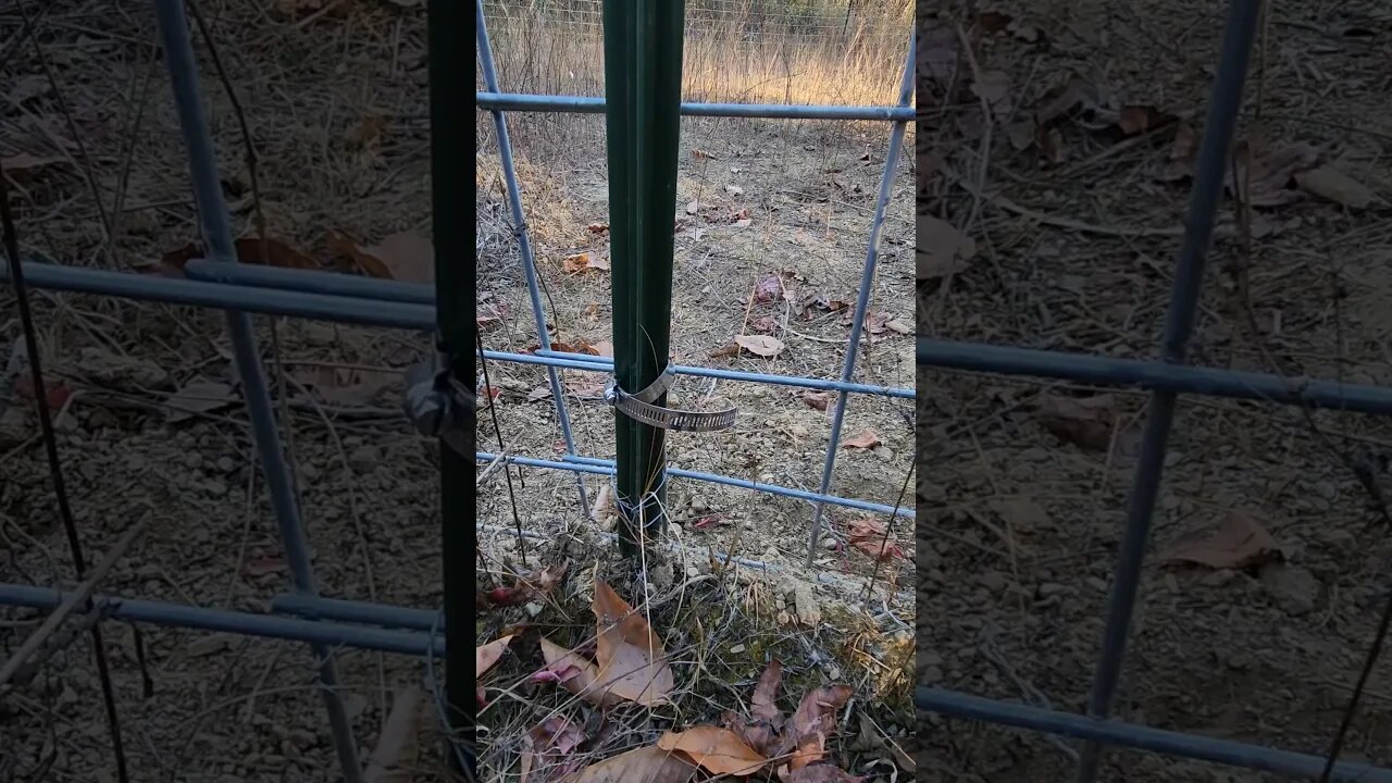 Pipe Clamp on T post #homestead #farmhack #fencing
