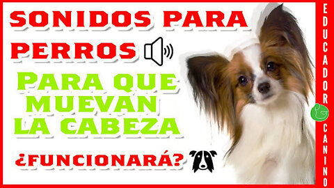 Sonidos para que tu perro mueva la cabeza 100% efectivo