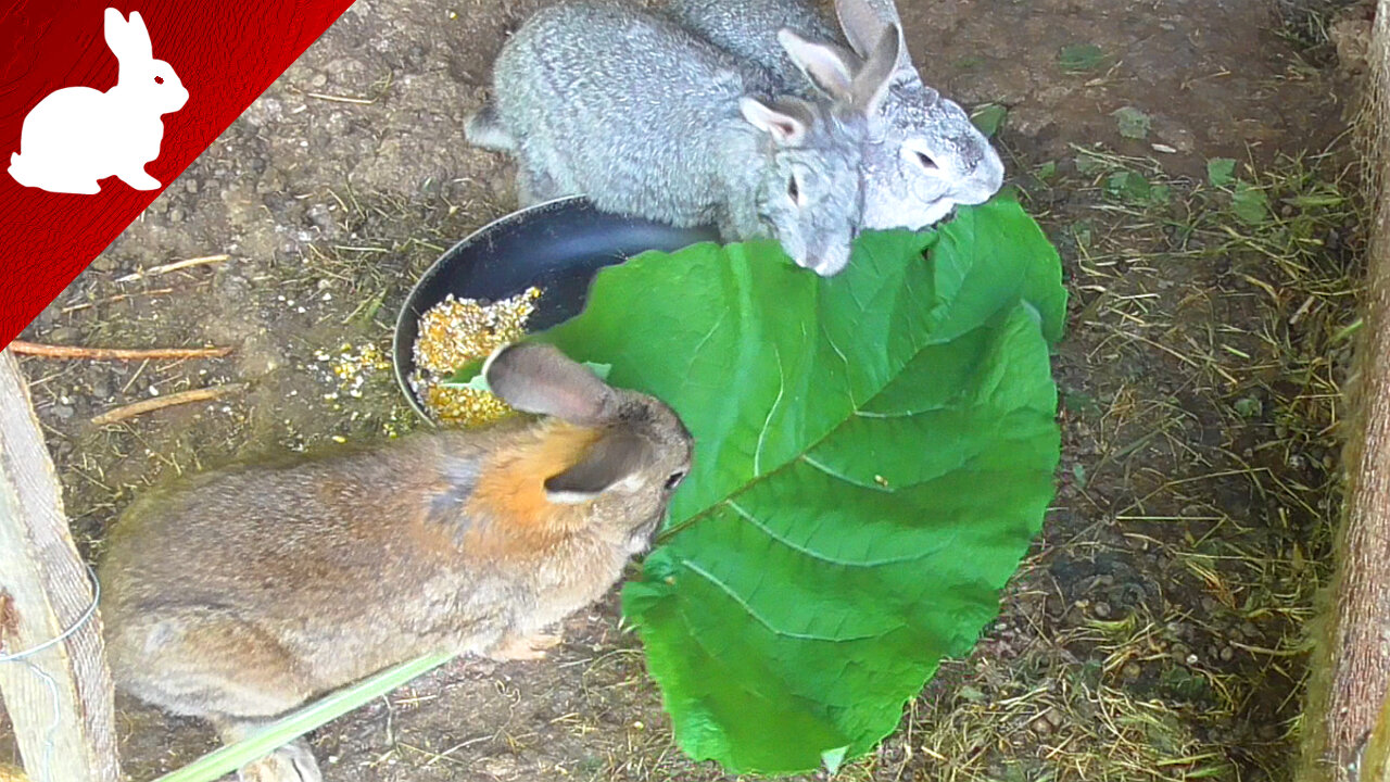 Feeding rabbits - Burdock root - Arctium lappa