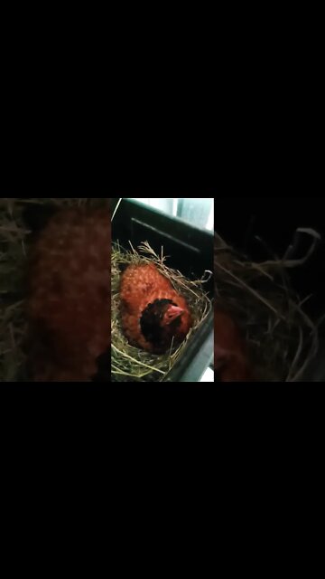 Good morning Chook chook is sitting on eggs 12th October