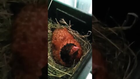 Good morning Chook chook is sitting on eggs 12th October