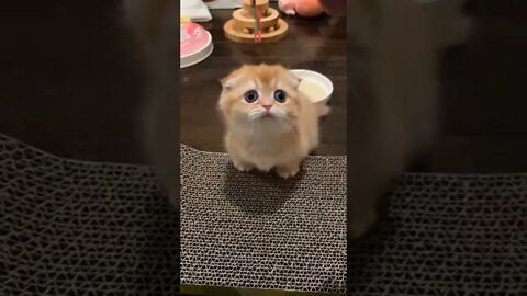 Anak kucing oyen lucu, cats funny miaww .. 🥰
