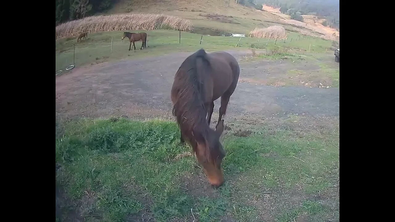 Ruby the Arabian pony grazing