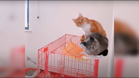 Baby Cats - Cute and Funny Cat Videos Compilation #8