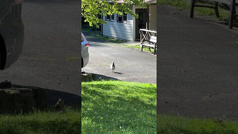 Chicken runs for cat food every day! #chickens #cats