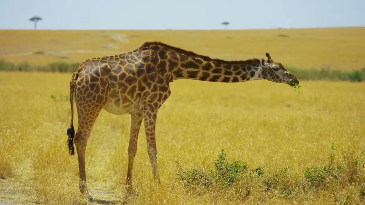 Why are there fewer and fewer giraffes?