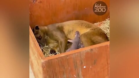 Fasso Pups Are Born at the Abilene Zoo