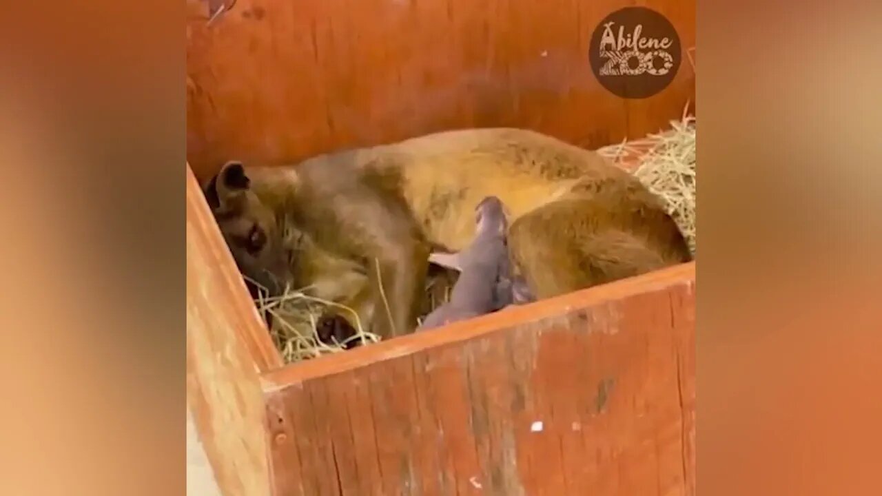 Fasso Pups Are Born at the Abilene Zoo