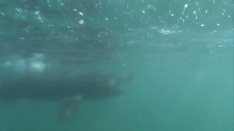 Basking Shark - Interesting facts about Breaching Basking Sharks-3