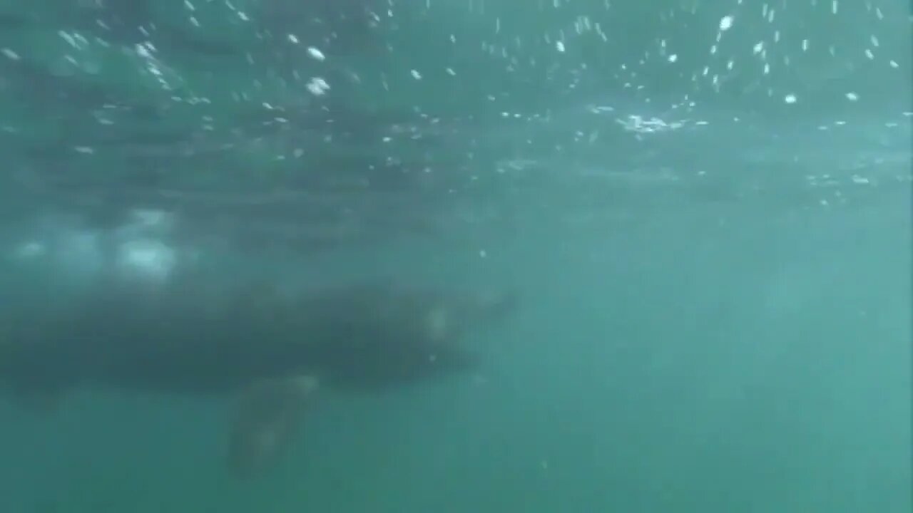 Basking Shark - Interesting facts about Breaching Basking Sharks-3