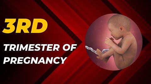 Third Trimester | 3D Animated Pregnancy Guide