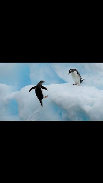 Top 10 Most Funny Penguin Videos EVER