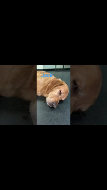 [Shorts 0159] JACK [#dogs #doggos #doggos #puppies #dogdaycare]