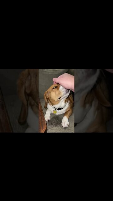 Giving Banchee The Beagle Some Love