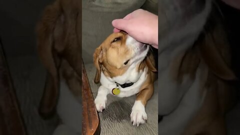 Giving Banchee The Beagle Some Love
