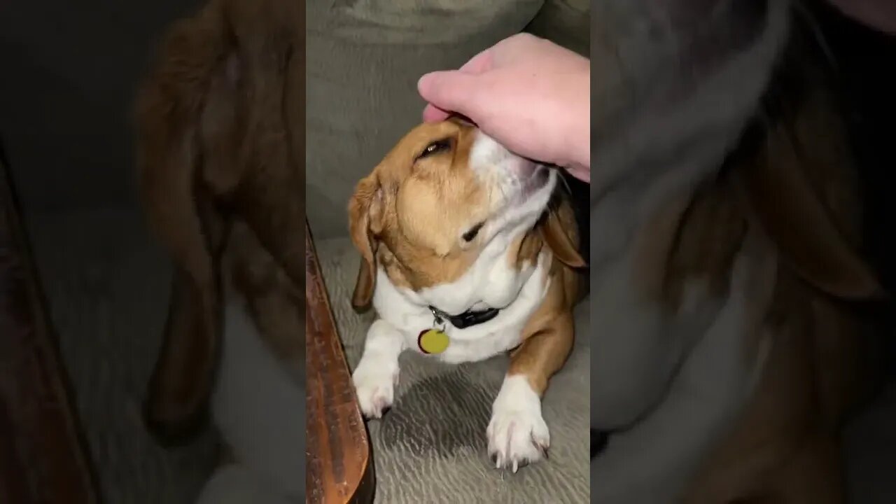 Giving Banchee The Beagle Some Love