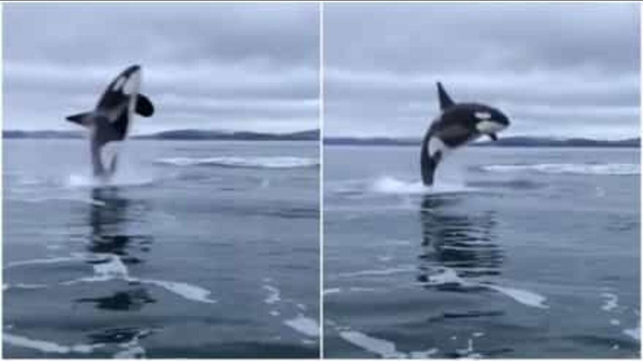 Orca salta muito perto de um barco