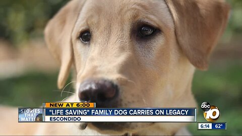 Family clones beloved dog they credit with saving their lives