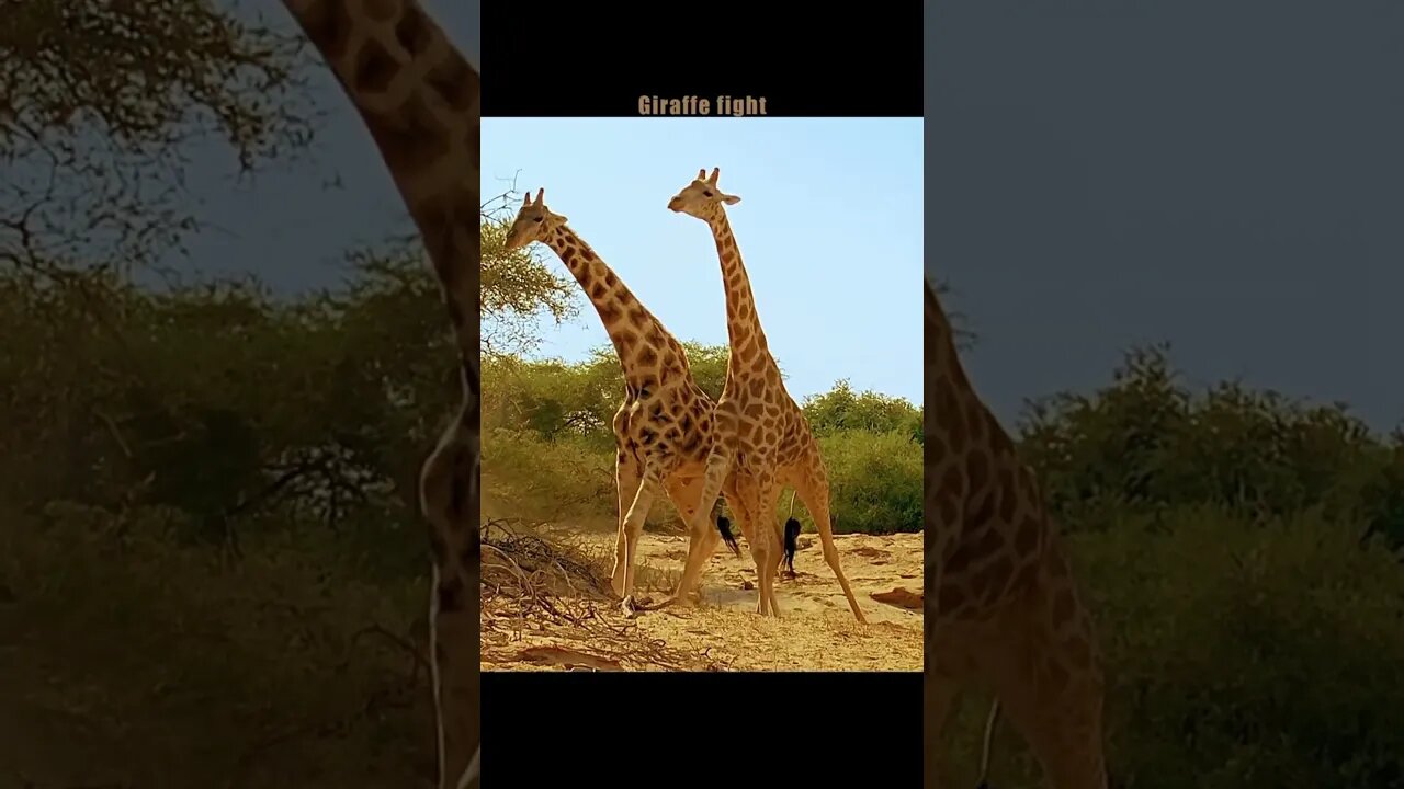 giraffe fights😲😲 #animals #shortfeed #wild #ytshorts