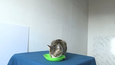 This Cat Food Tastes so Good