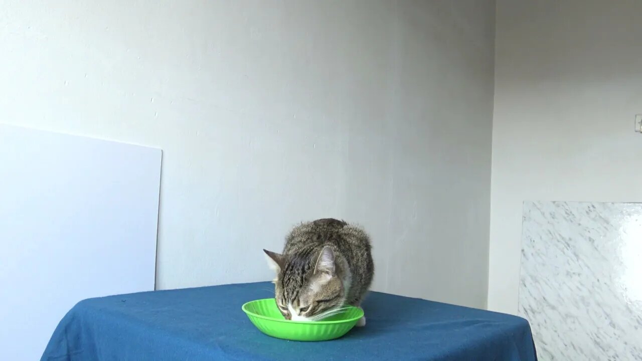 This Cat Food Tastes so Good