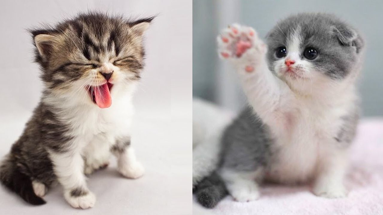 Cute Kittens, Funny Kittens doing funny things, TikTok Cats