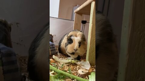 Guinea pigs in the morning