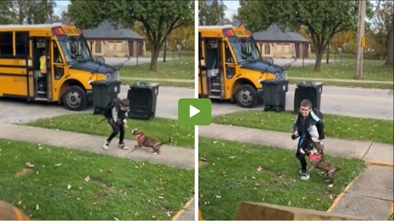 Dont Check out under 18 Dog enthusiastically waits for best friend to come home from school