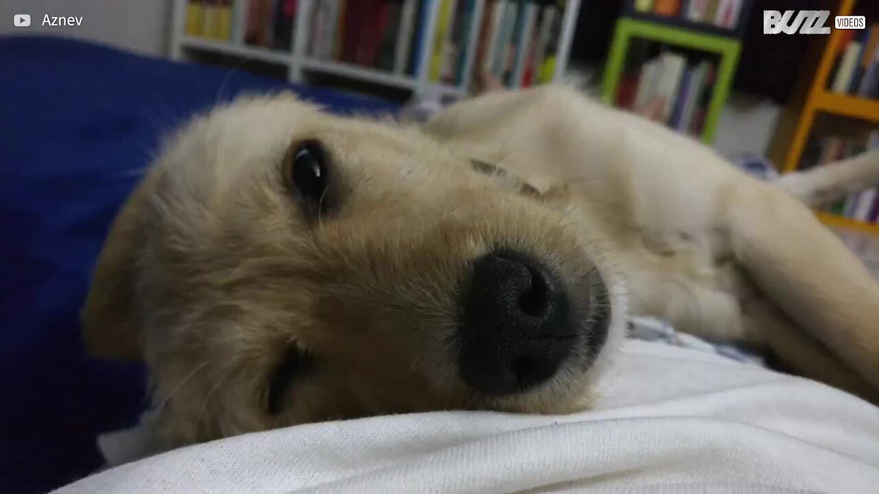 Ce chien montre le blanc de ses yeux pendant son sommeil