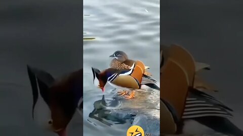 Most Amazing and trending video||relaxing your mind||trendig videos|| #shorts #trending #viral #live