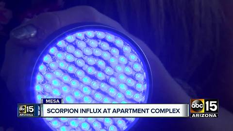 Woman claims scorpion influx at Mesa apartment complex