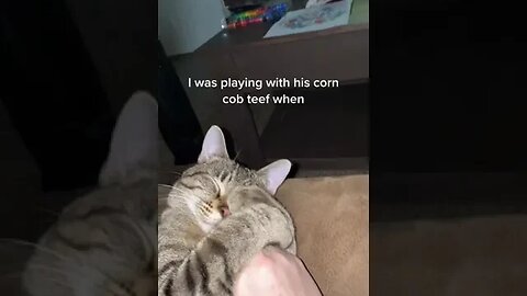 Sleepy Cat tiktok afatovich