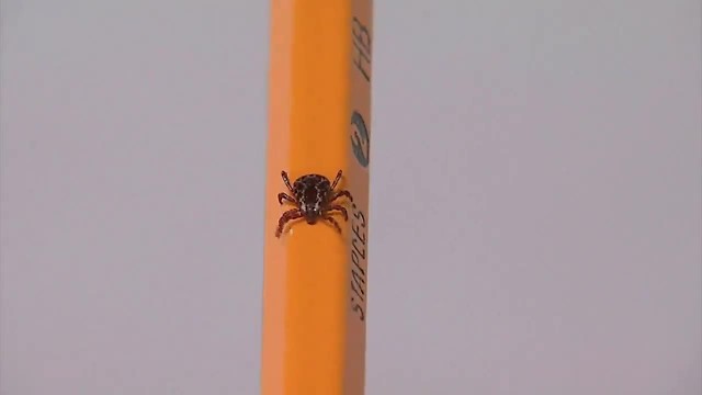 Tick season is here in Idaho
