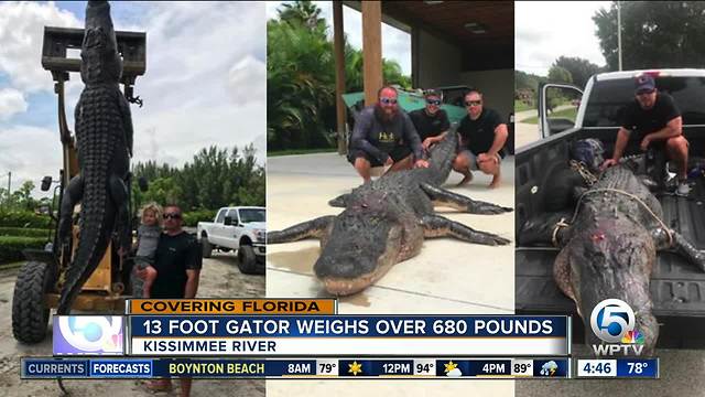 13-foot alligator caught in Kissimmee River