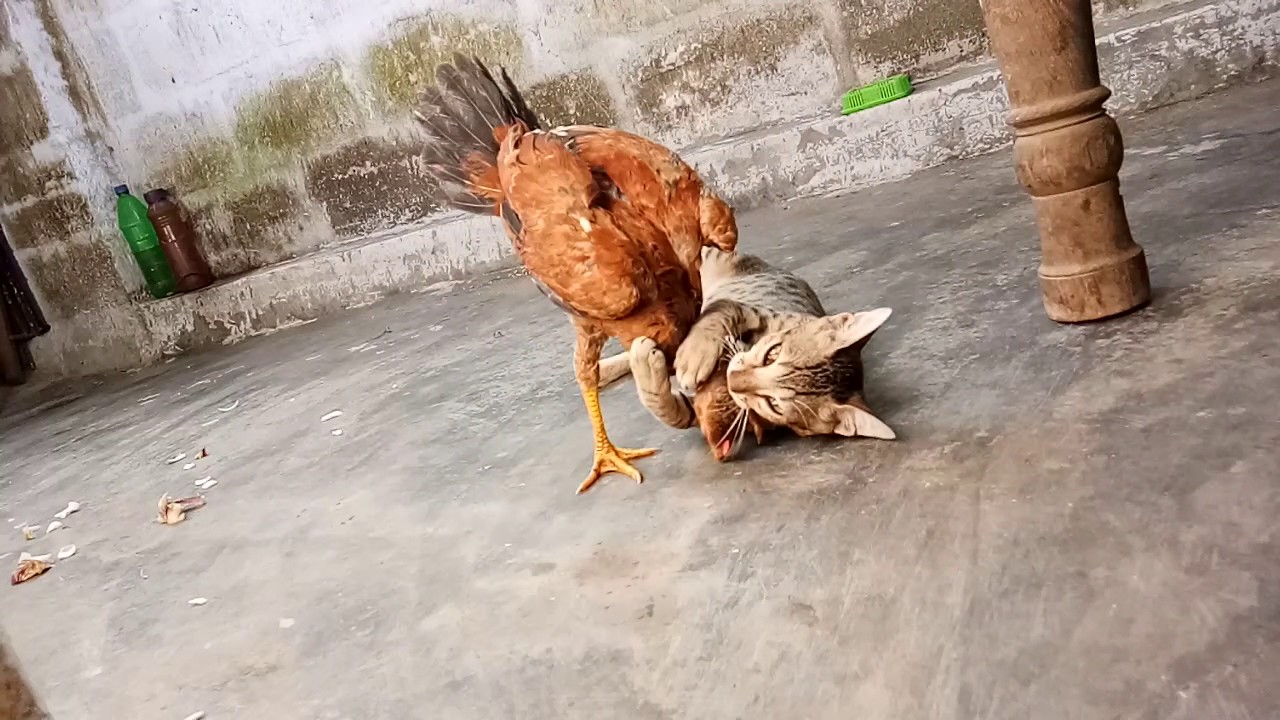 Funny chicken fights vs cat and dog