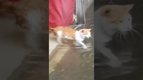 Cat 😺 swimming in water | #Shorts #Animals #Cat