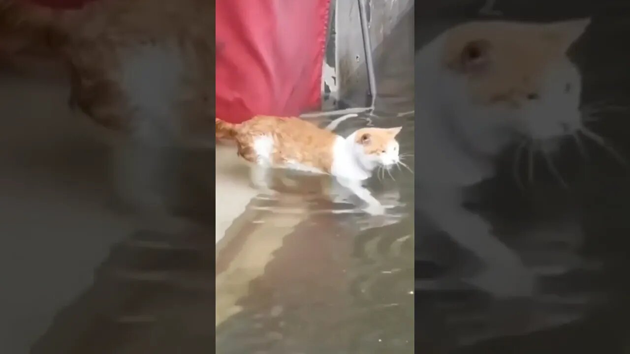 Cat 😺 swimming in water | #Shorts #Animals #Cat