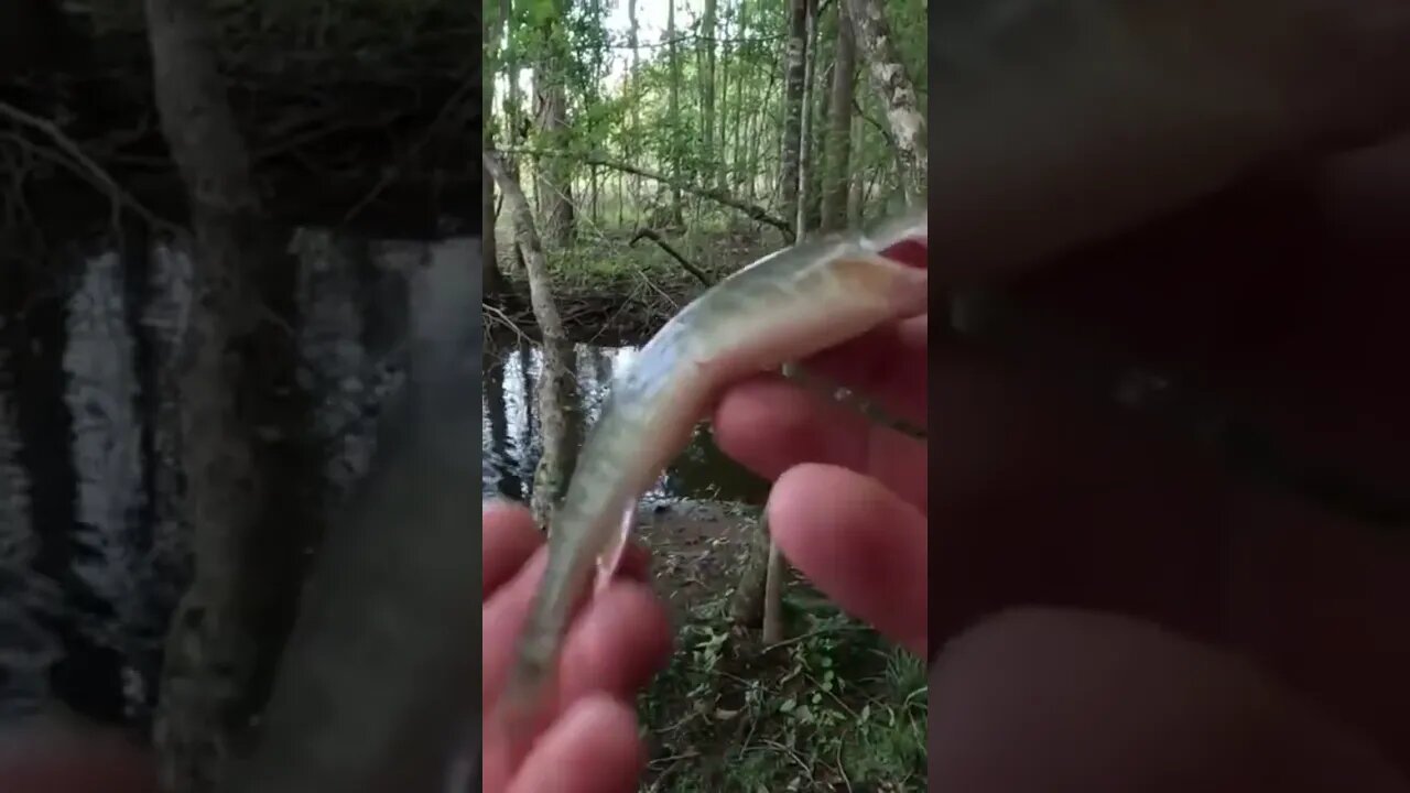 Catching one of the most elusive fish in the world!