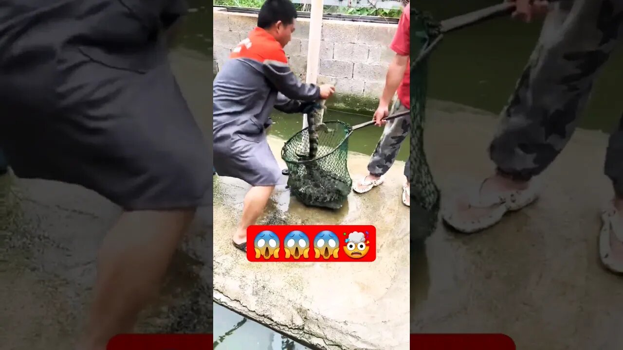 How to catch Crocodile 😱💯🔥👈 #shorts #viral #crocodile