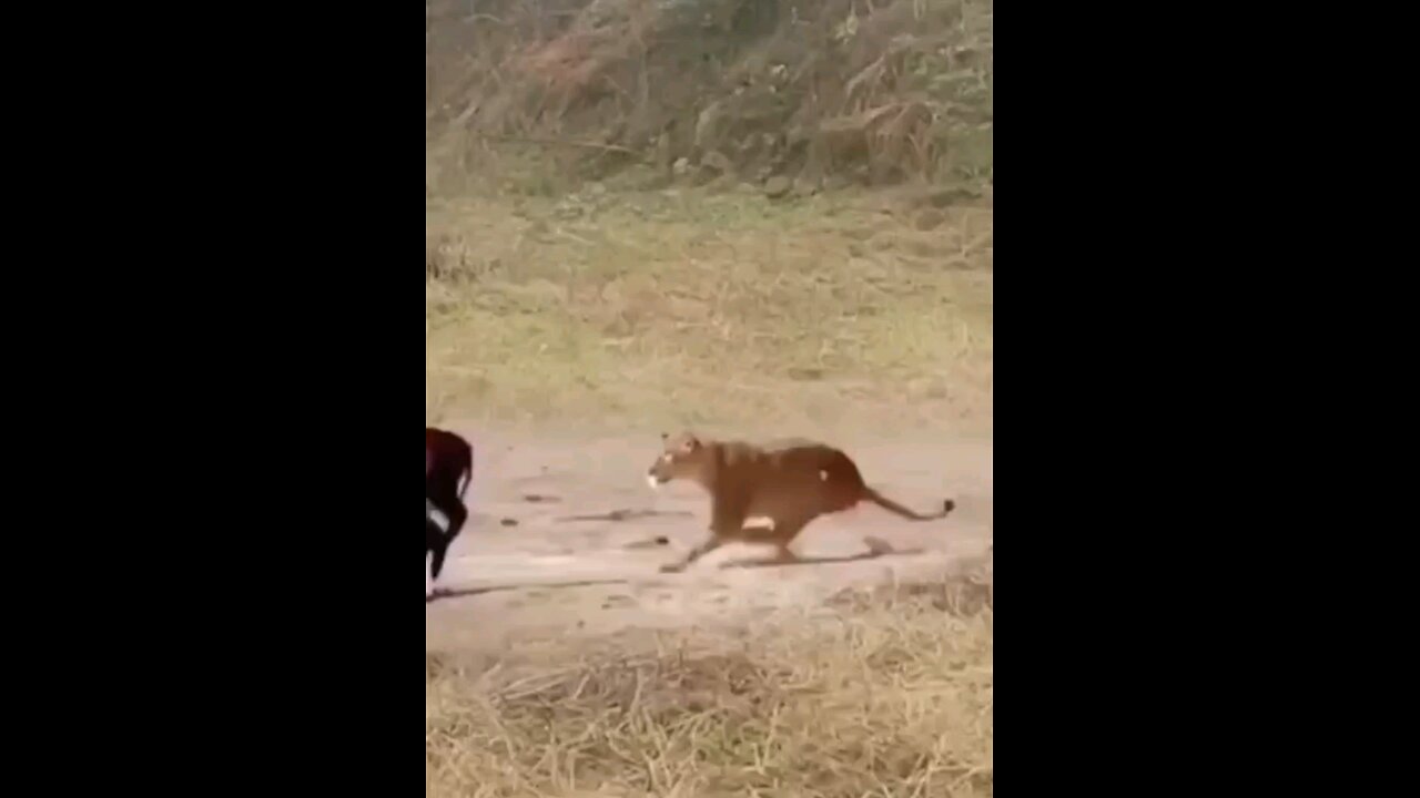 Lioness Dangerous Attack