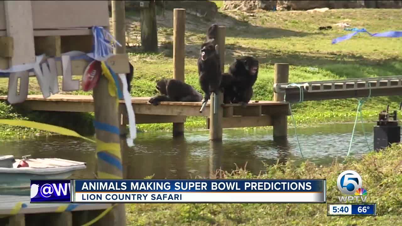 Chimps predict Super Bowl winner at Lion Country Safari