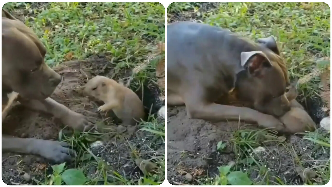 The dog does not let the gopher go home