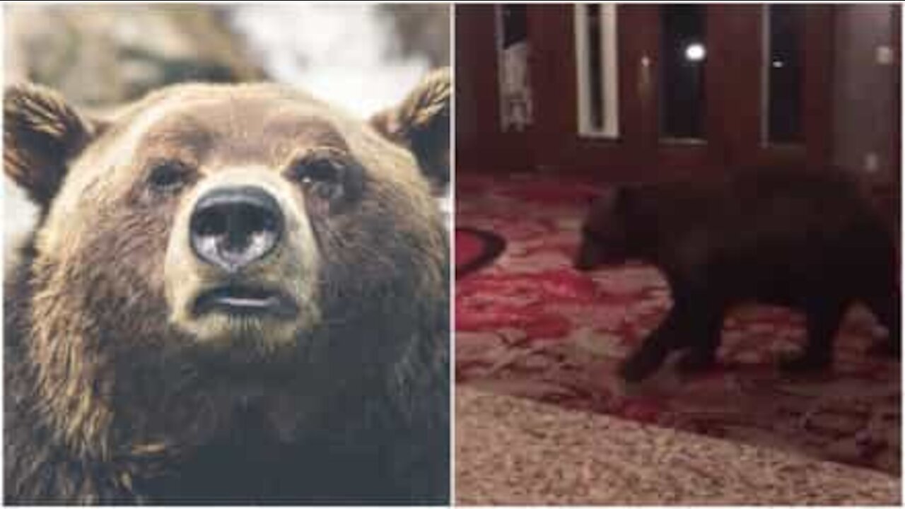 Orso invade l'hotel di 'Shining' in Colorado