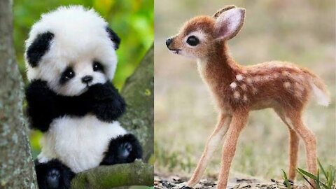 Cutest baby animals video Cute moment of animals.. Funny moments