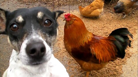 FIGHTS: Dog vs Chicken