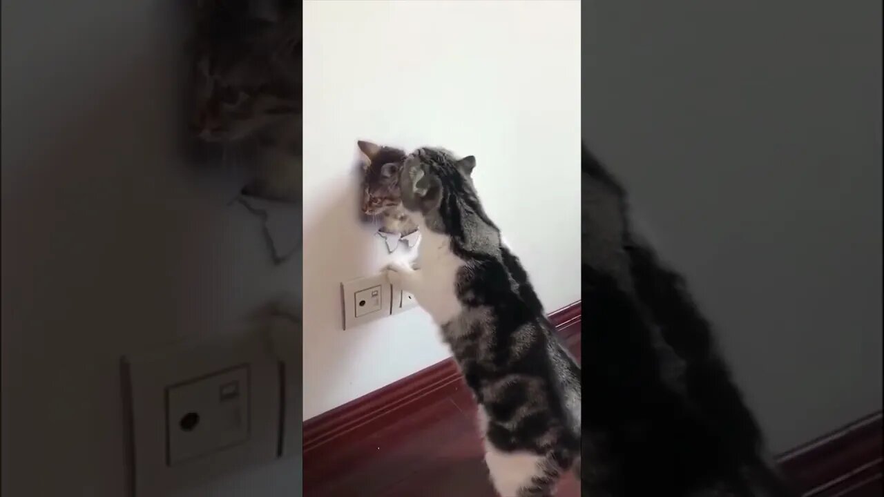 Funny Animals 2023!!!