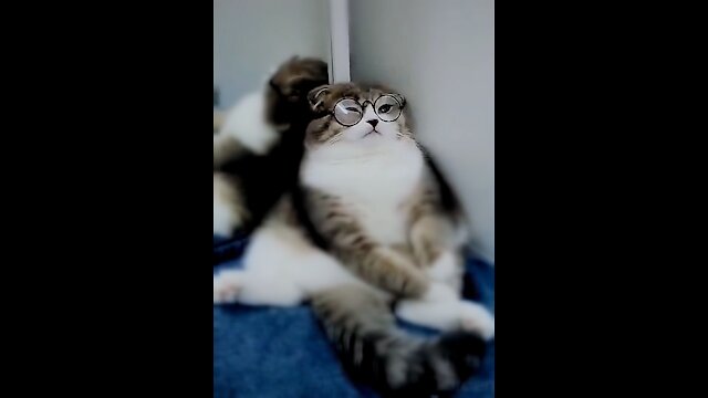 Cute Cats and Funny Videos Compilation 2021 #funnyclips