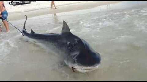 Huge tiger shark captured by fishermen