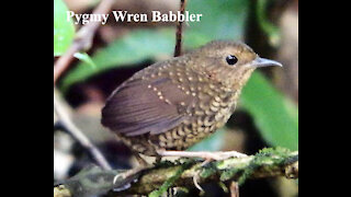 Pygmy Wren Babbler bird video