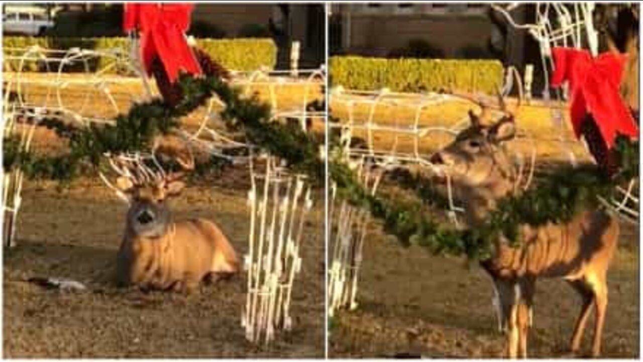 Cervo se ‘camufla’ em decoração de natal